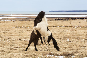 Image showing Icelandic horses fighting against each other