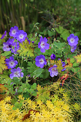 Image showing Blue Geranium with yellow plants 