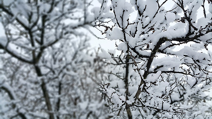 Image showing Branches covered with snow