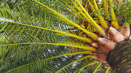 Image showing Branches of big palm tree