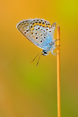 Image showing  butterfly details