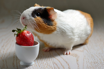 Image showing Guinea pig eating 