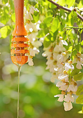 Image showing acacia honey