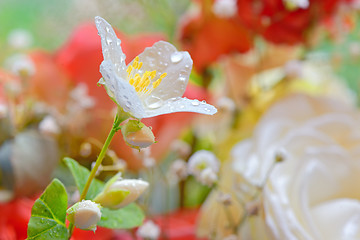 Image showing jasmine flowers