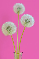 Image showing dandelions in a vase