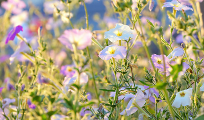 Image showing tobacco pink flowers 