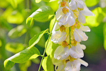 Image showing robinia honey with acacia blossoms 