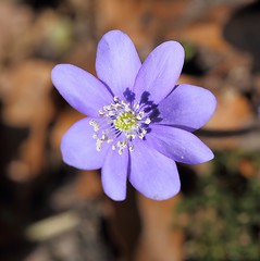 Image showing Anemone hepatica