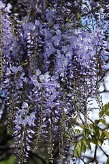 Image showing Wisteria.