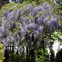 Image showing Wisteria.