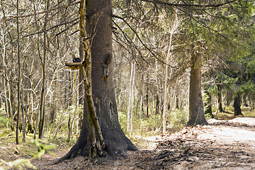 Image showing Two squirrels on the feeding place in forest