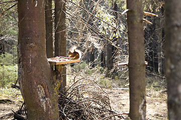 Image showing Squirrel on the feeding site in forest