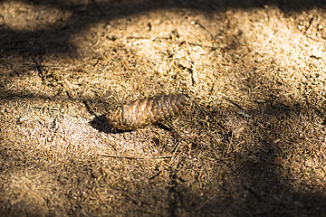 Image showing Pine bump in forest