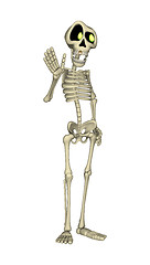Image showing Skeleton
