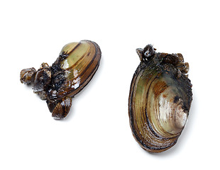 Image showing Two anodontas (river mussels) overgrown with small mussels