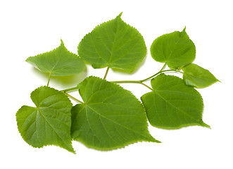 Image showing Green sprig of linden-tree