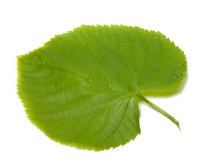 Image showing Spring linden-tree leaf