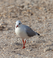Image showing Seagull walking on sand