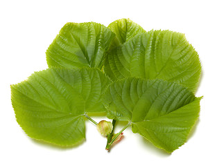 Image showing Green linden-tree leafs