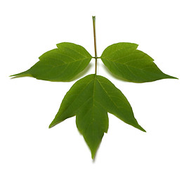 Image showing Spring acer negundo leaf. Isolated on white background