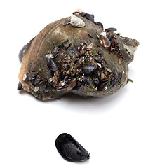 Image showing Veined rapa whelk and small mussel from Black Sea