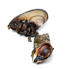 Image showing Veined rapa whelk and anodonta (river mussels)