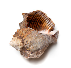 Image showing Empty shell from rapana venosa on white background.