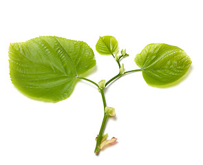 Image showing Green tilia leafs on white background.