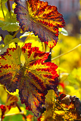 Image showing Beautiful autumn branch of grape