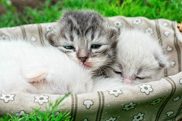 Image showing newborn kittens