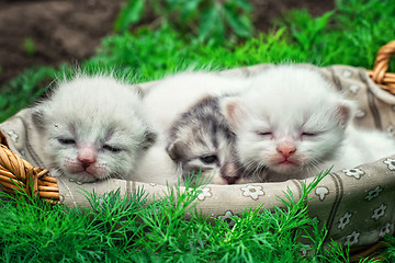 Image showing newborn kittens