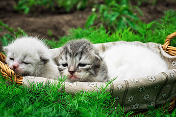 Image showing newborn kittens