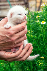 Image showing newborn kittens