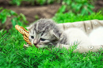 Image showing newborn kittens