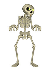 Image showing Skeleton