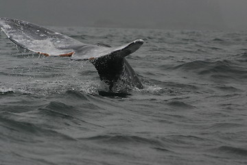 Image showing Grey Whale
