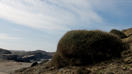 Image showing Fluffy Dried Bush