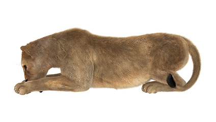 Image showing Female Lion