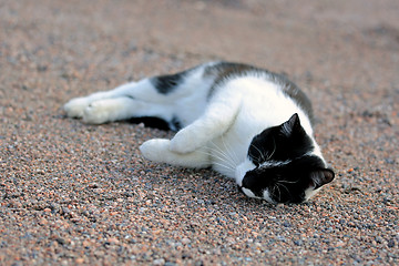 Image showing Happy Cat