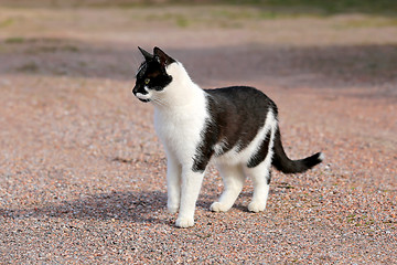 Image showing Curious Black and White Cat