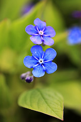 Image showing Two Blue Flowers of Omphalodes verna Close Up