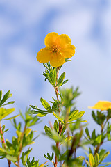 Image showing Yellow Flower of Dasiphora Fructicosa
