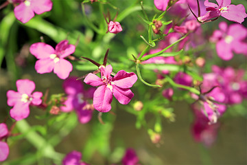 Image showing Pink Lobelia Erinus Flowers