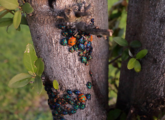 Image showing Jewel Bugs - Harlequin Bugs