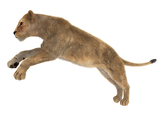 Image showing Female Lion