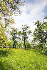 Image showing Grass and trees on the Michelsberg