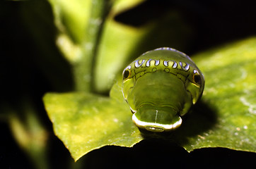 Image showing Mimicry, shown by a caterpillar that looks like a snake.