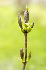 Image showing Buds on the branch in spring season
