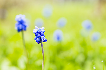 Image showing Tiny dark blue flowers on the meadow