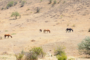 Image showing horses on a hillside